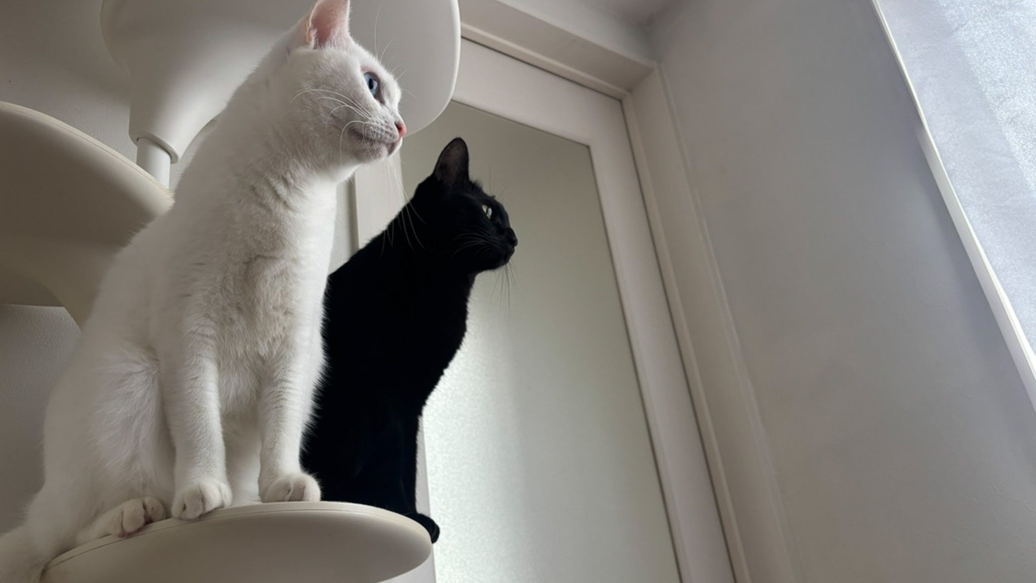 「猫」が季語になるなら、間違いなく冬である