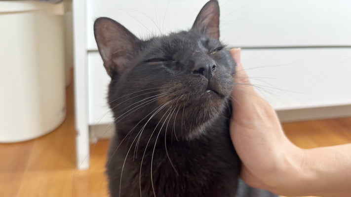 多頭飼いミニマリストの猫もミニマリストなのか【おもちゃはこれ一択】