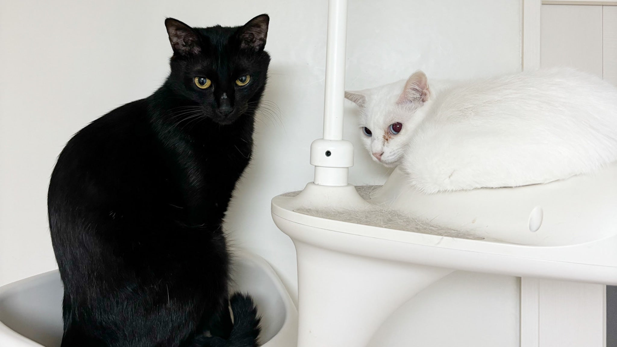 ウォシュレット！！！ 黒猫 黒猫 ウォシュレット！！！ 5月もよろしく