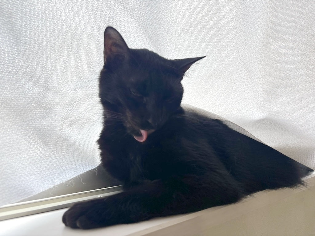 愛しき厨二病の猫との暮らし