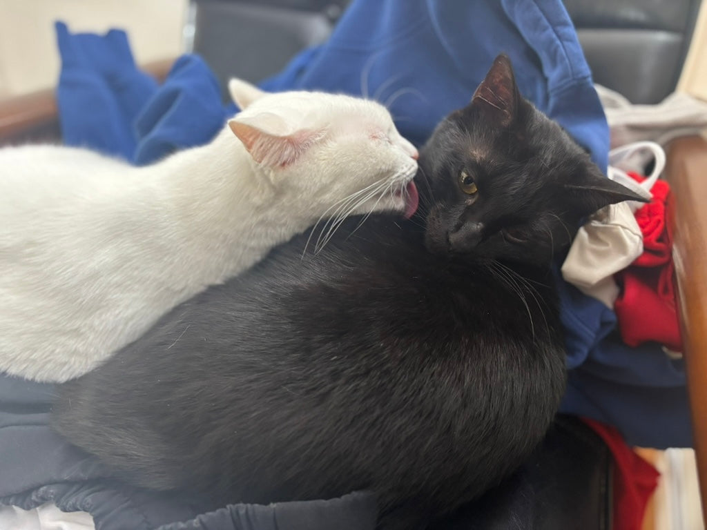 猫と暮らすと毎日が予想外