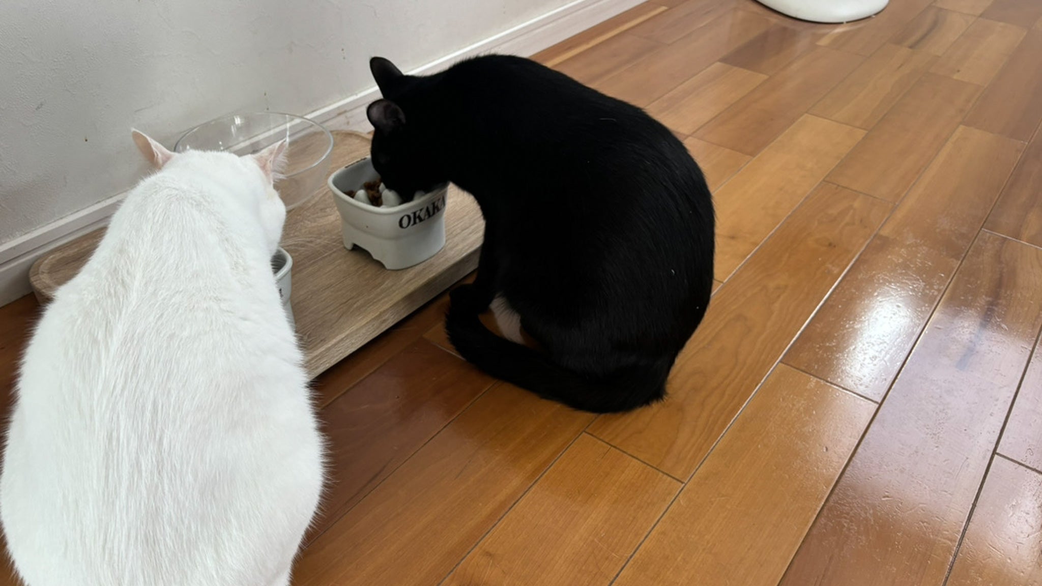 猫ちゃんを迎える前に知っておきたい9つのこと【後編】