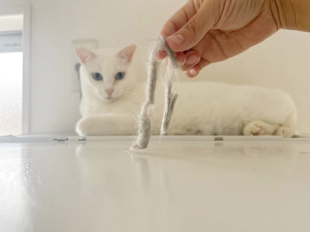 【猫に占拠される家】愛猫が選ぶくつろぎスポットを巡るツアー