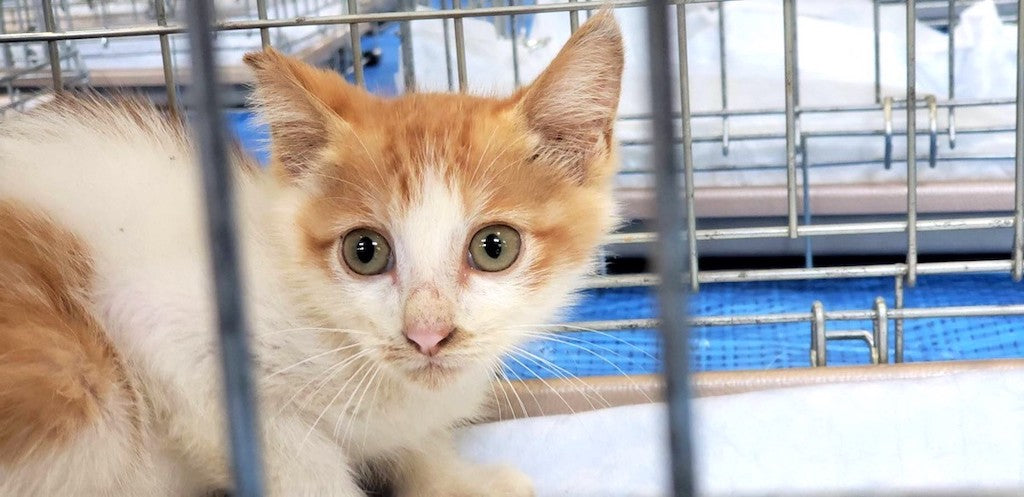 龍脈の精髄 ― 針状クラスター「透明なる守護」保護猫活動支援 宮崎県山間部TNR地域集中プロジェクト 6月ご報告！ – どうぶつ基金
