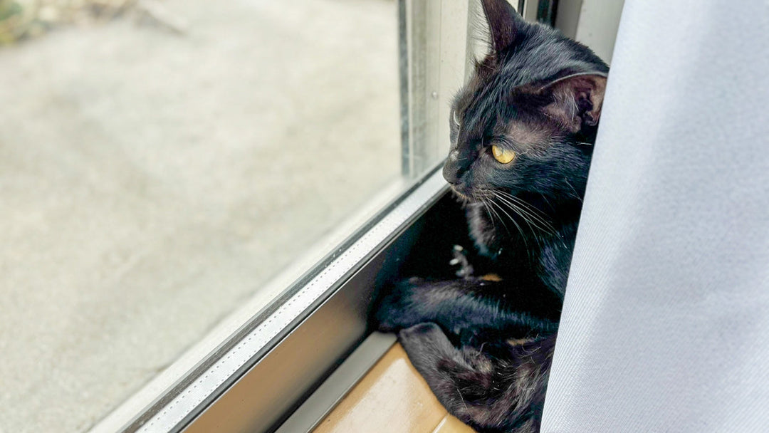 猫は何日までお留守番OK?