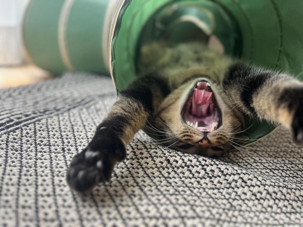 【SNSで話題の猫ポーズ】あなたはいくつ知ってる?