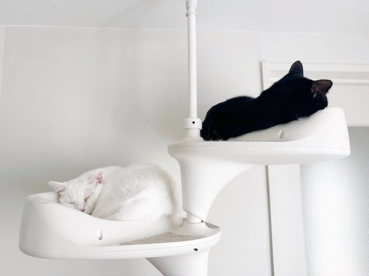 1匹目で片足2匹目で全身ダイブ【猫沼気づけば底なし】