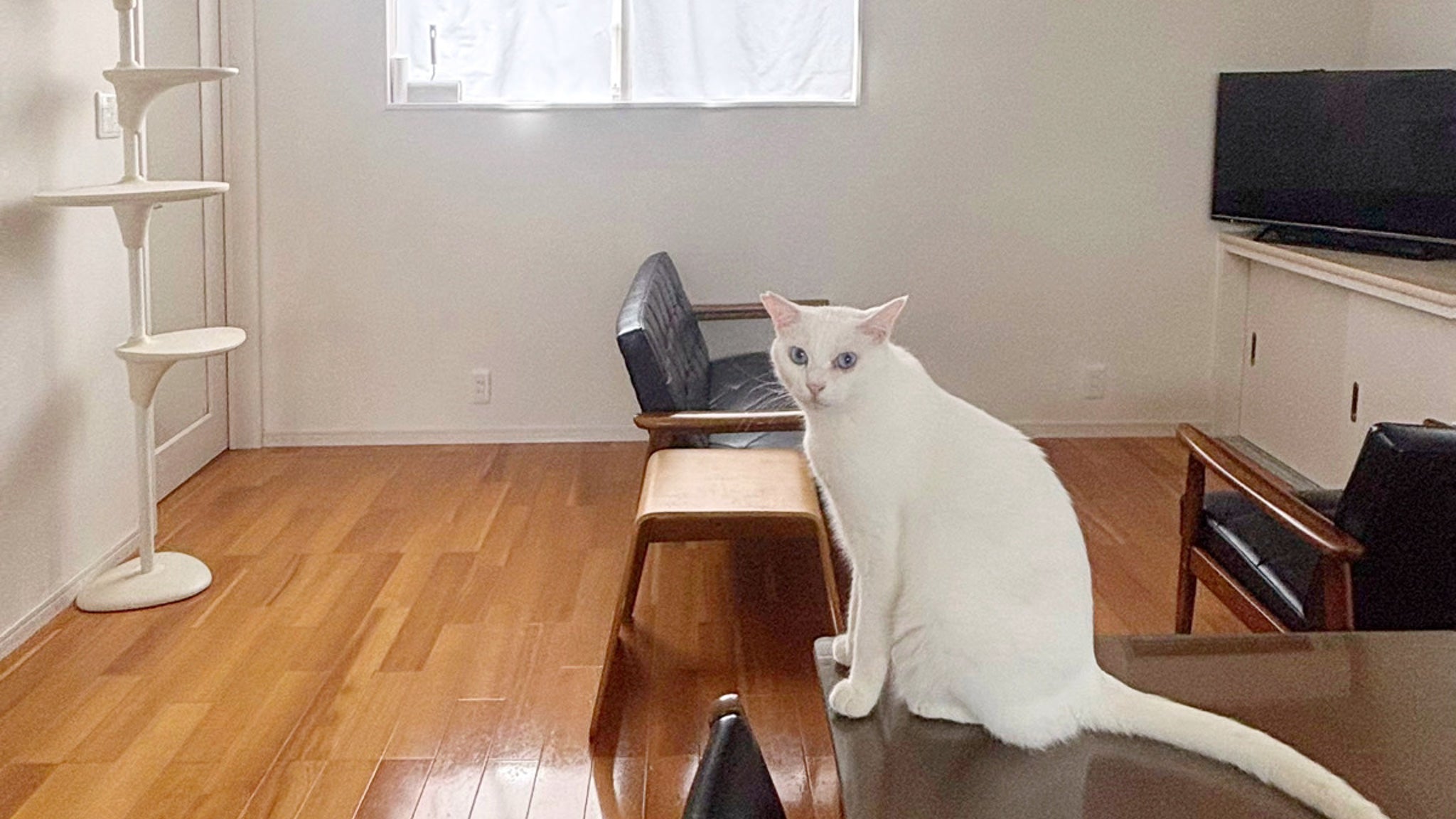 猫と暮らすと毎日が特別「今日の猫あるある」