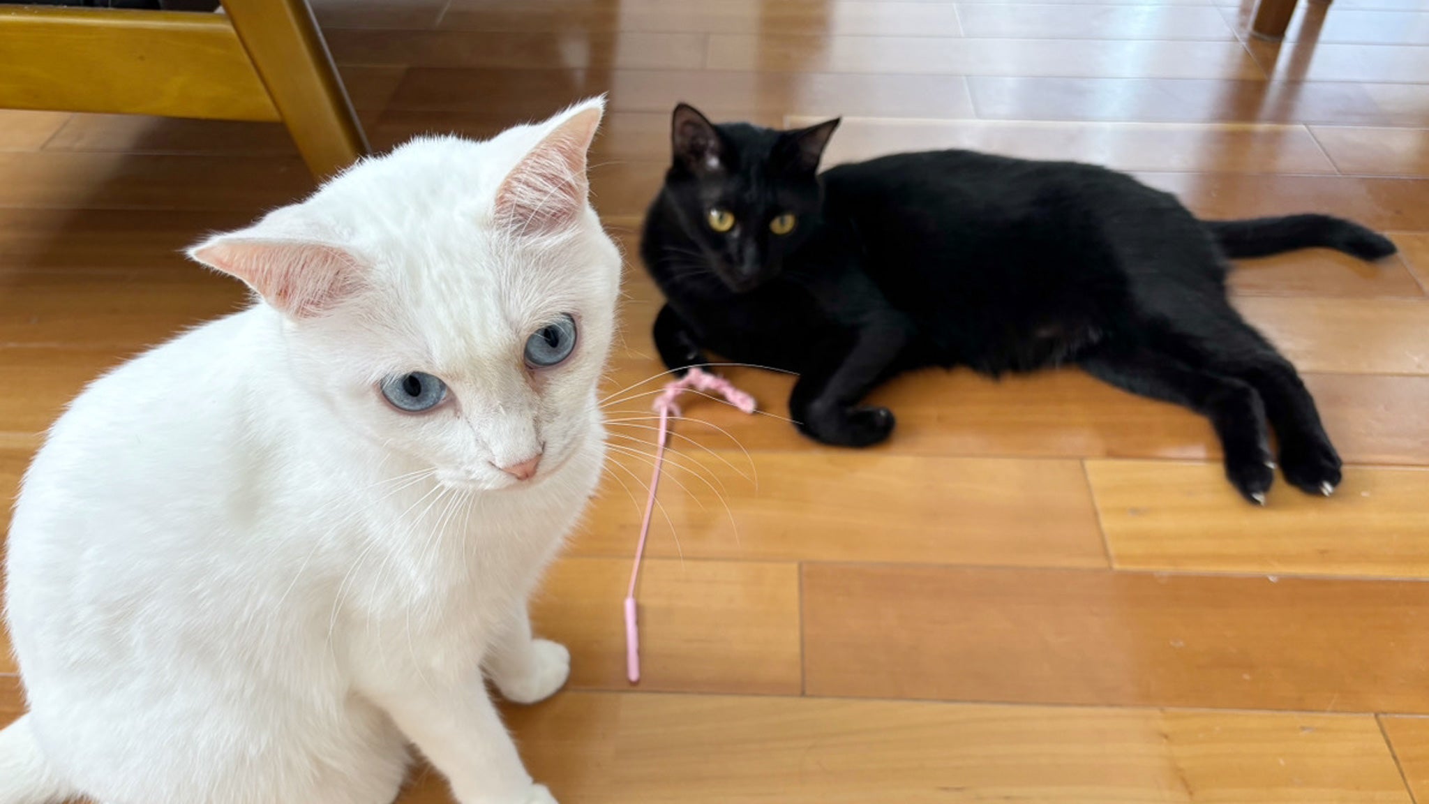 黒猫白猫 iPhone14promax512GB 🤍🖤 クレア♀ 2歳 長毛黒猫 ララ♀ 1歳 白猫ブルーアイ . . #黒