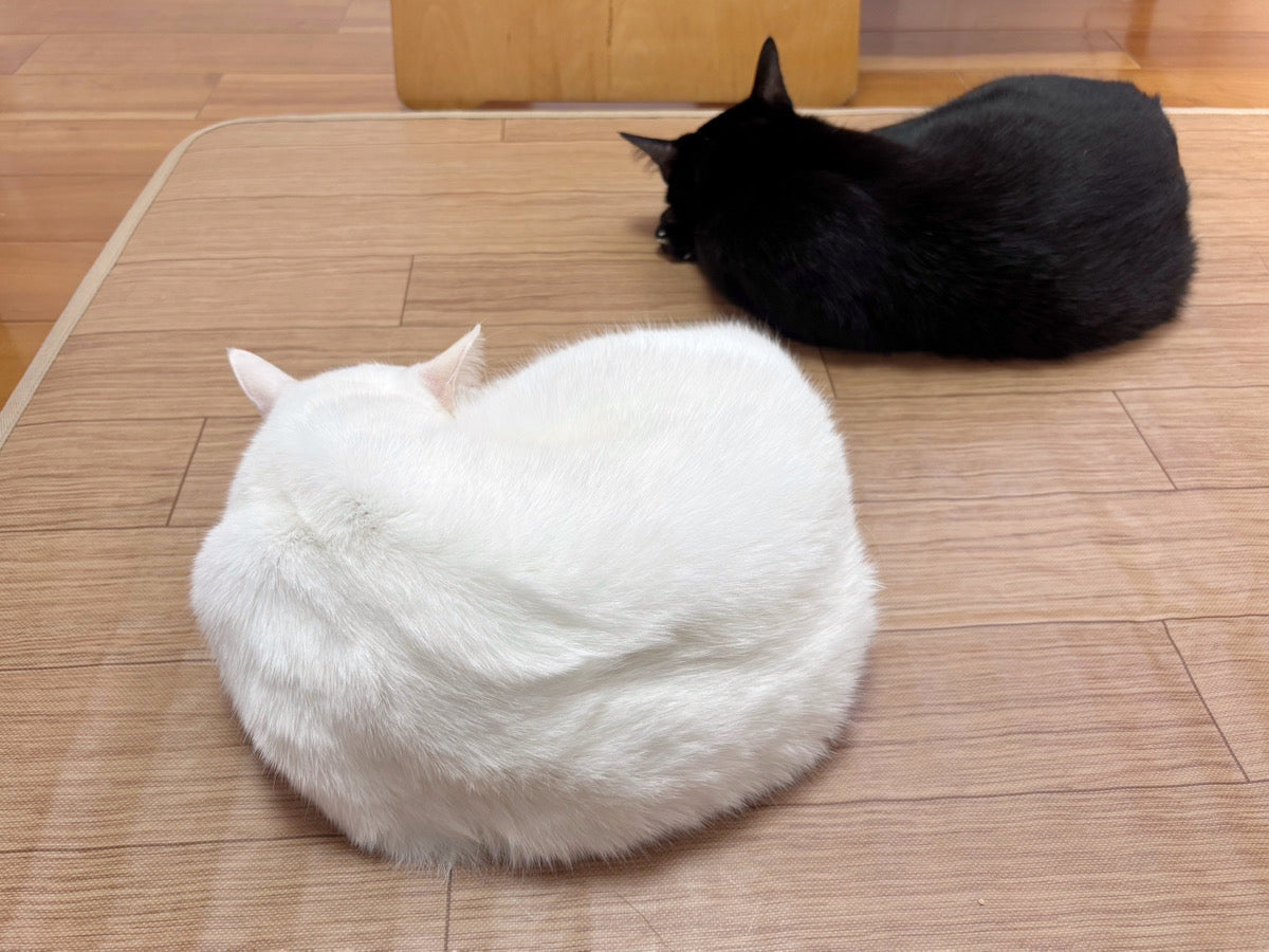 「猫の健康祈願」が年末の大掃除嫌いを動かせる