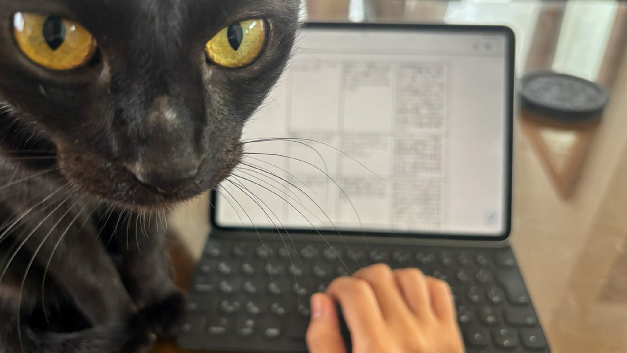 猫の仕事は人間の仕事の邪魔