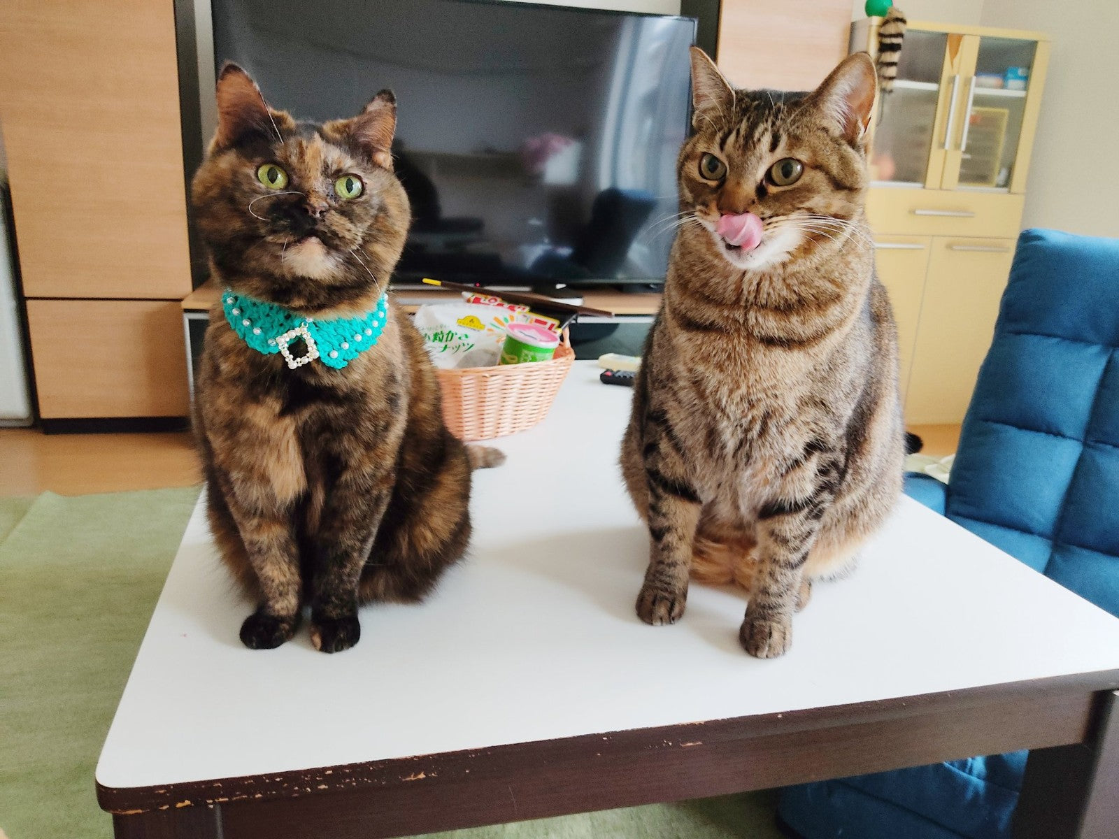 「どうして逃げてくの…」  猫に好かれる夫に嫉妬!猫好きな母と愛猫の”もどかしい関係性”