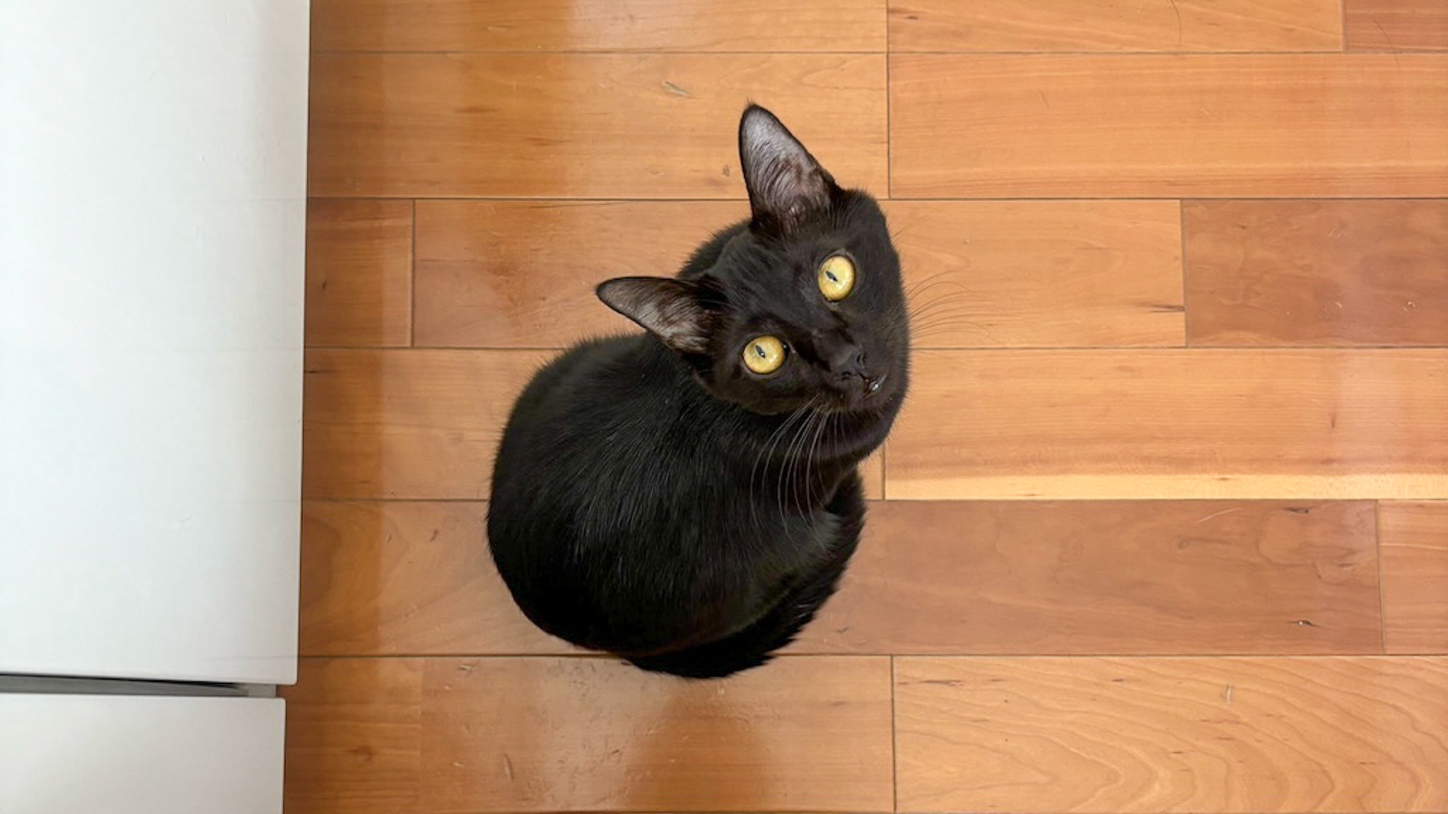 究極に理想】快か不快か2択で、気ままに生きる黒猫の1日観察｜ぽぽね