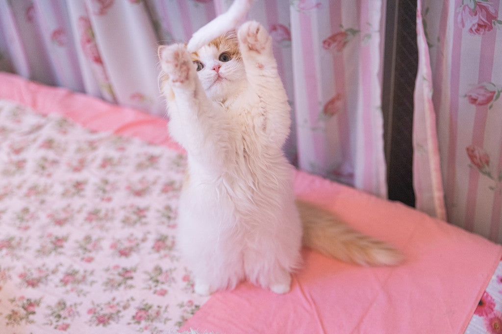 猫がかわいいのはなぜ? 人が猫をかわいいと思う理由