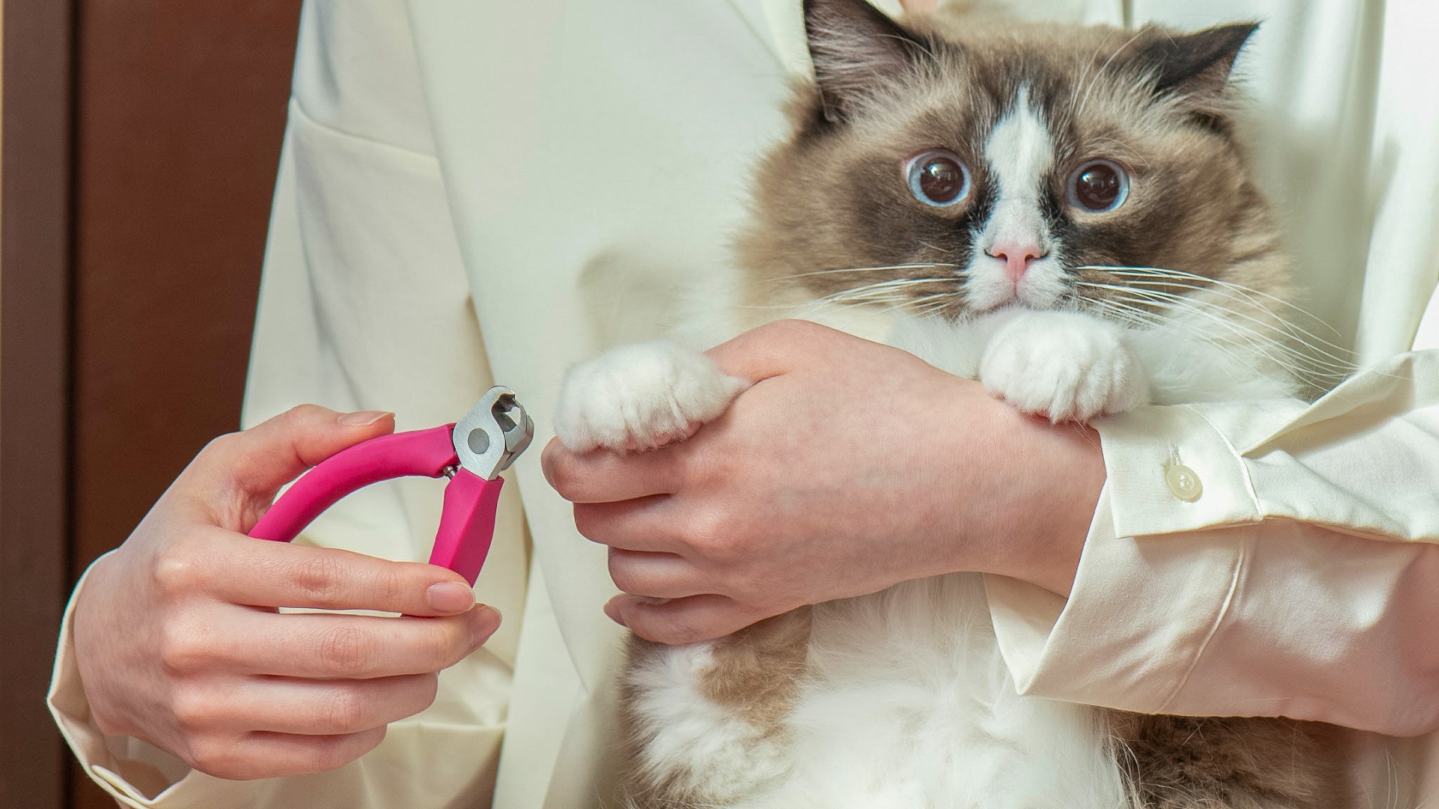 再販】諏訪田製作所の猫用爪切りニッパーを再販しました！｜ぽぽ