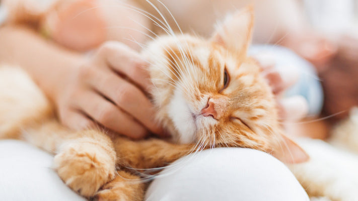 猫の飼い主のための「ペット後見」完全ガイド|愛猫の一生を守るために今できること