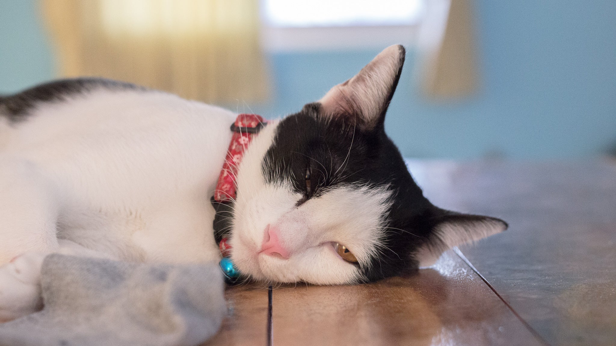 猫の腎臓病とは?原因や治療法、予防方法を獣医師が詳しく解説