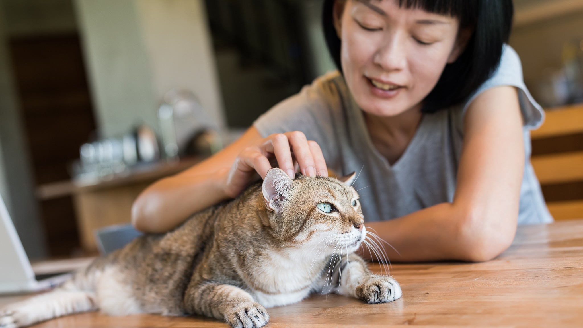 【獣医師執筆】高齢猫の健康管理ガイド|毎日できるケアと見逃したくない体調サイン
