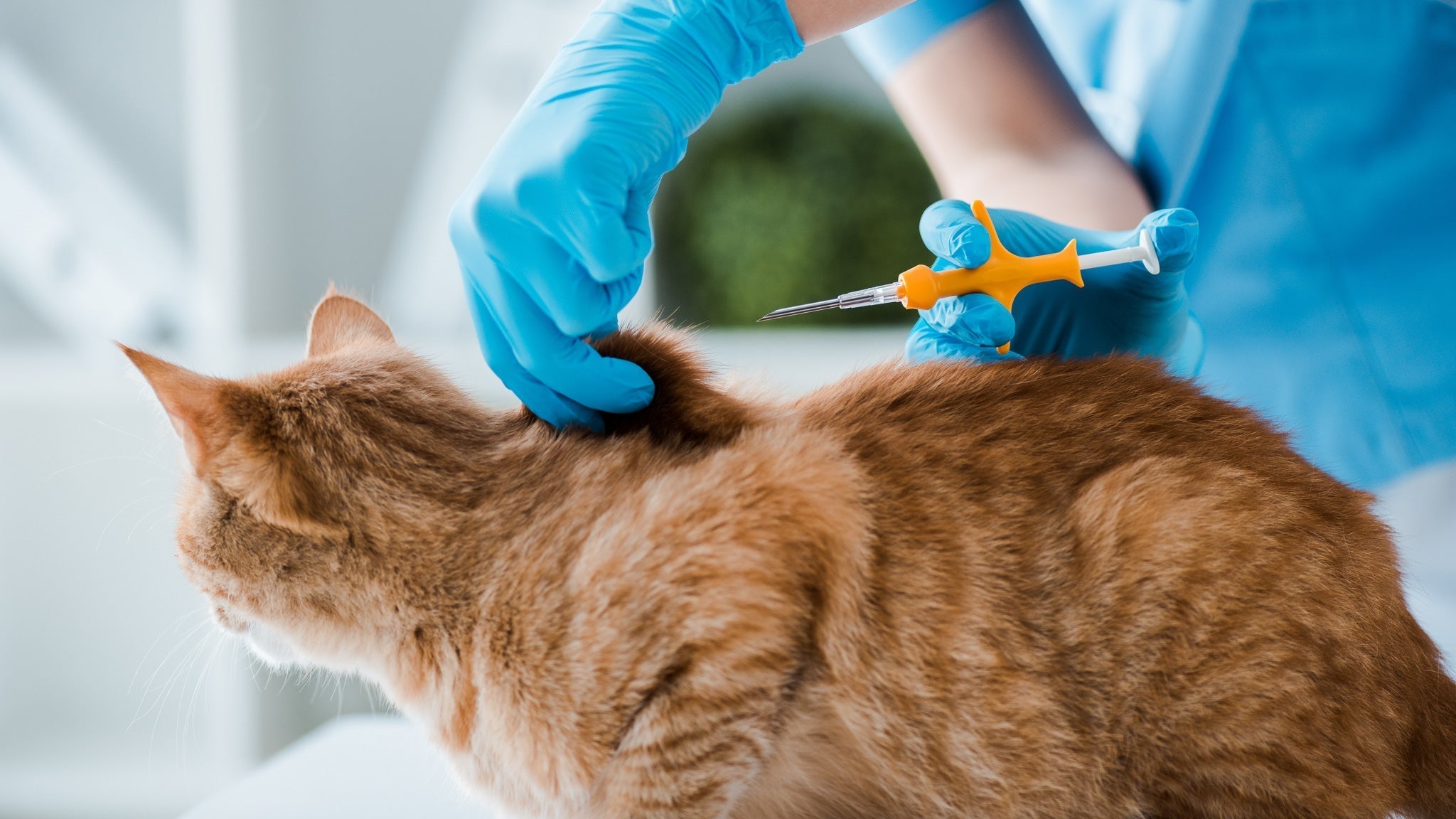 猫にマイクロチップは必要?埋め込むメリットとデメリット、費用を獣医師が詳しく解説