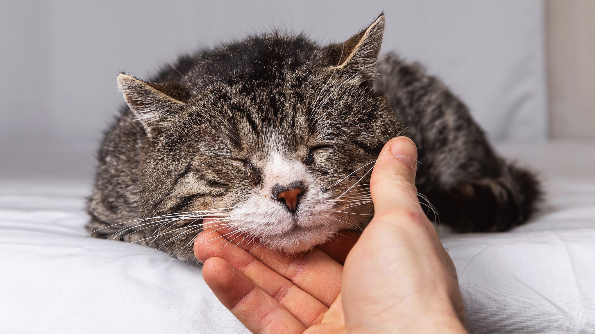 猫の認知症ってどんな病気?原因や症状、対策法を獣医師が解説