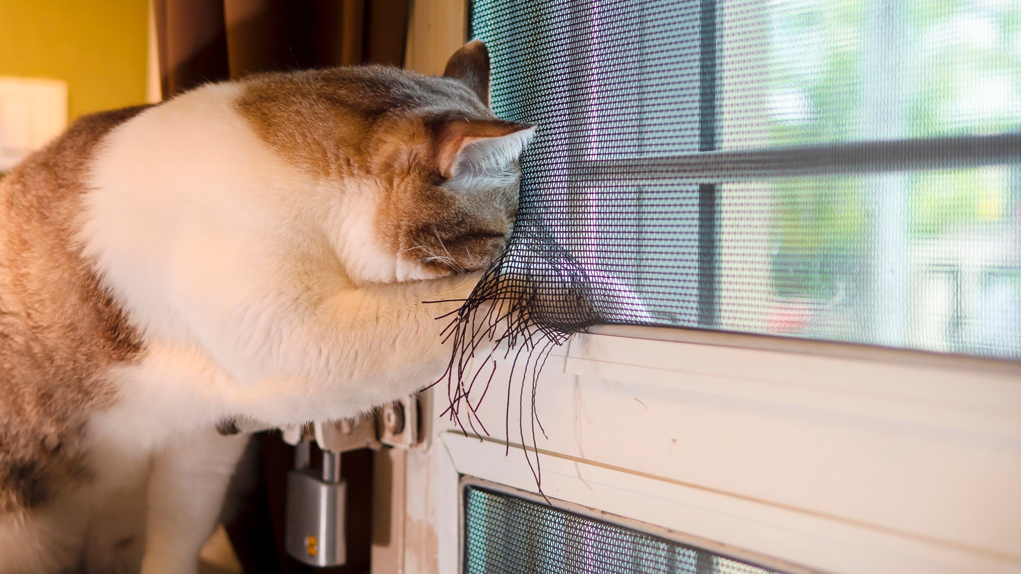 【獣医師が教える】猫の脱走防止対策:安全で快適な環境づくりガイド