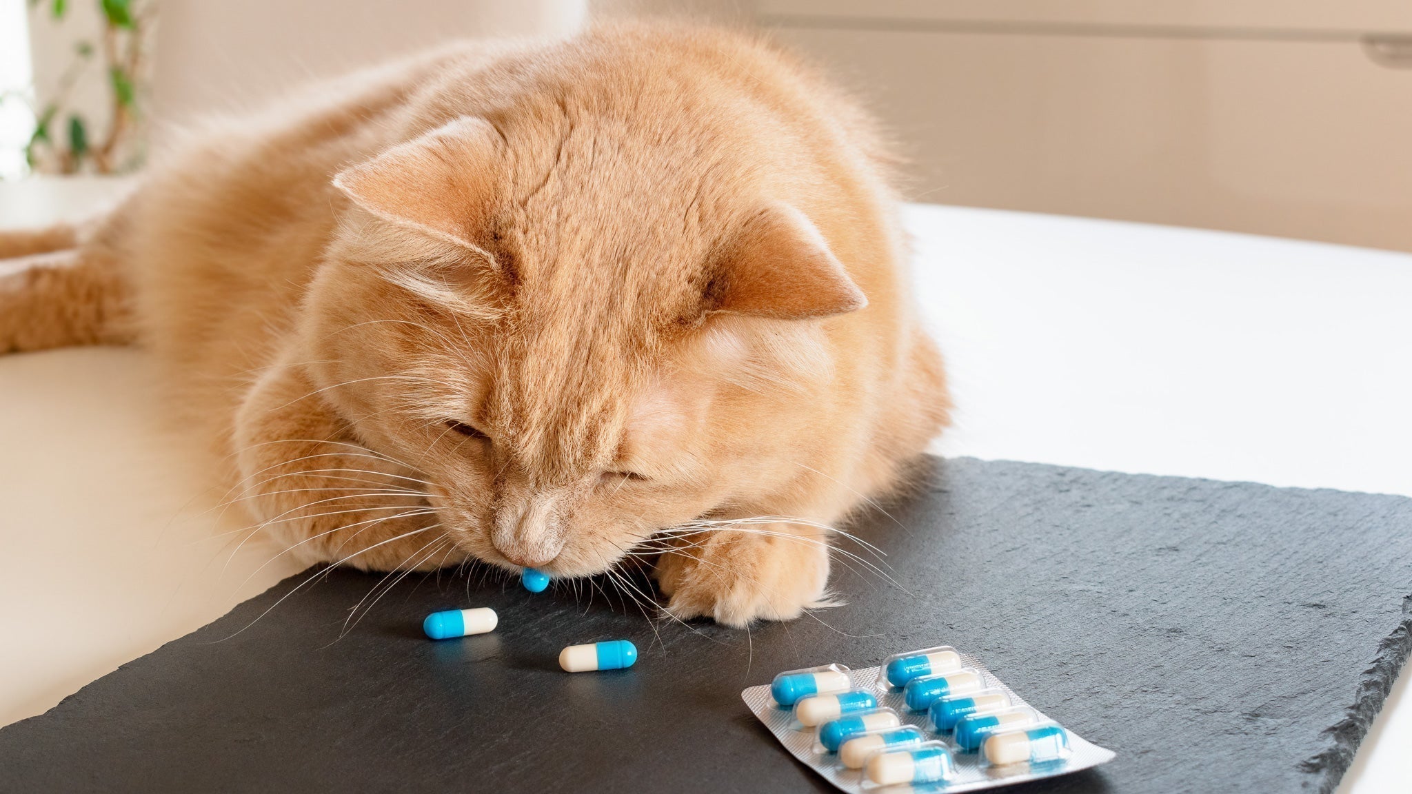 【獣医師執筆】猫が人間の薬を誤飲したかも?すぐにすべき対応と注意すべき薬リスト