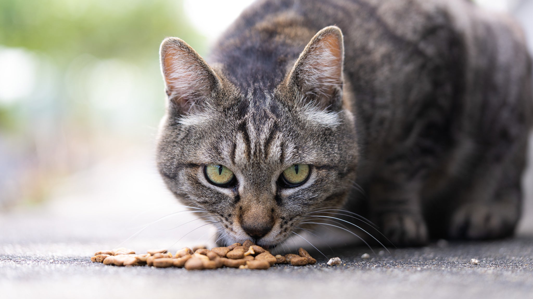 野良猫 餌 やり
