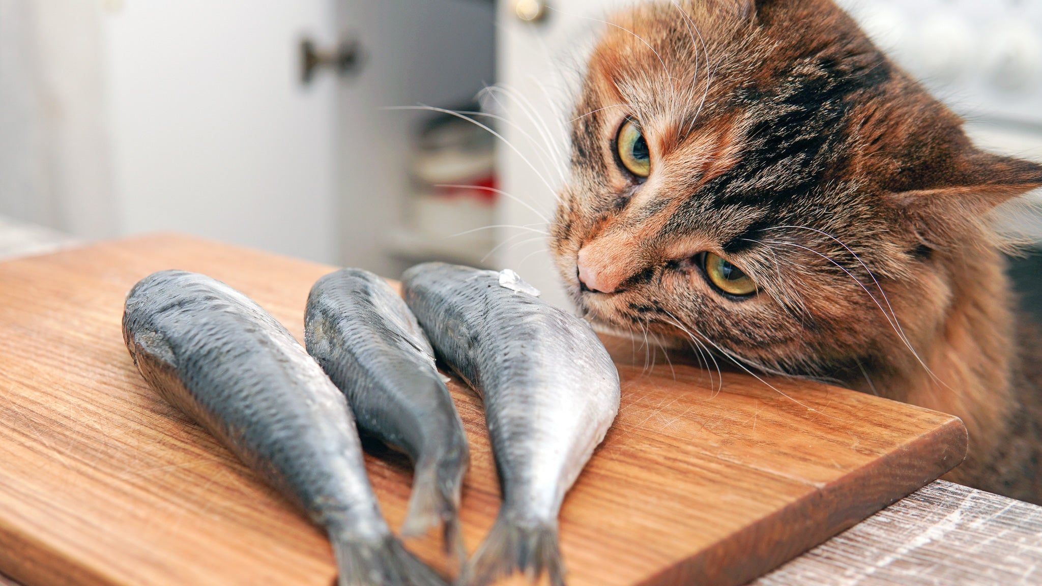 どら猫の「どら」ってどういう意味?野良猫との違いと意外な事実