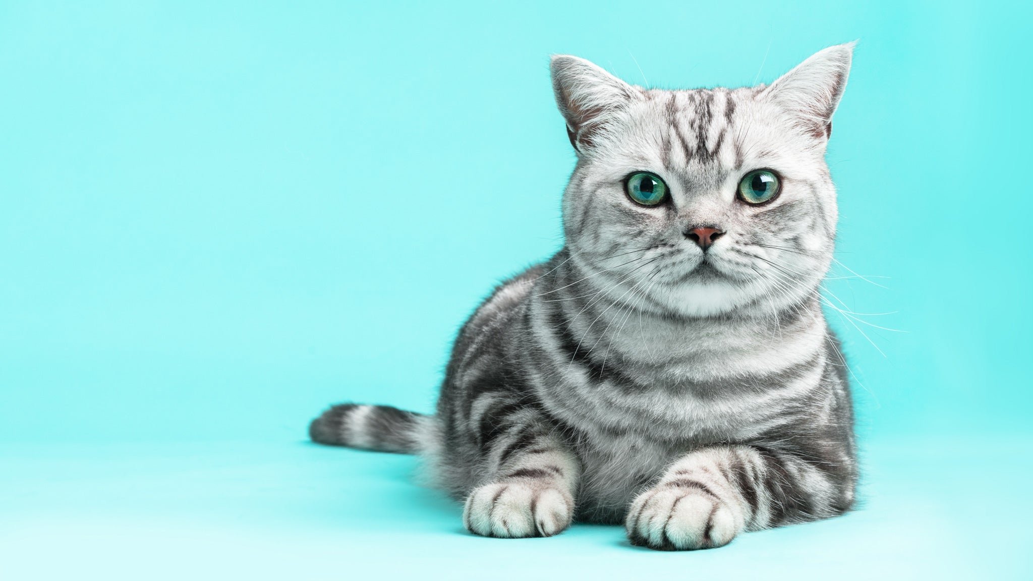 サバトラ・サバ白に似合うおすすめの首輪の色6選｜ぽぽねこの読みもの