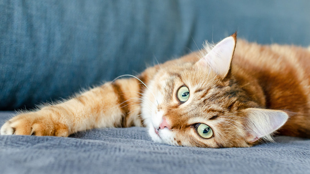 猫が瞬きをする３つの理由とは？ゆっくりな瞬きの意味は？種類と意味を詳しく解説