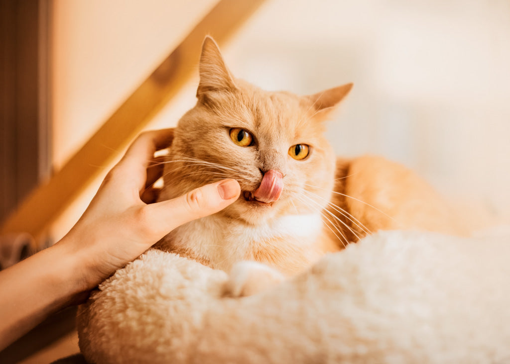 これって愛情表現?猫が顔をペロペロ舐めてくる3つの理由