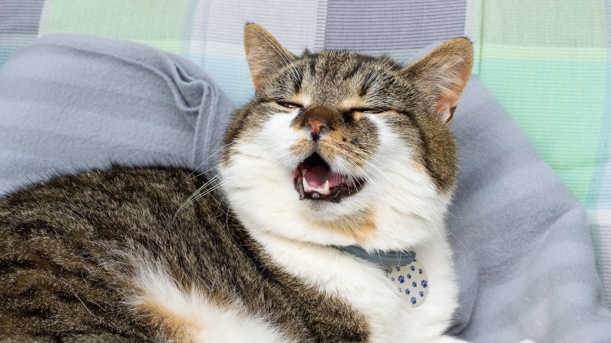 【獣医師執筆】高齢猫の認知症を予防する5つの習慣と早期発見のポイント