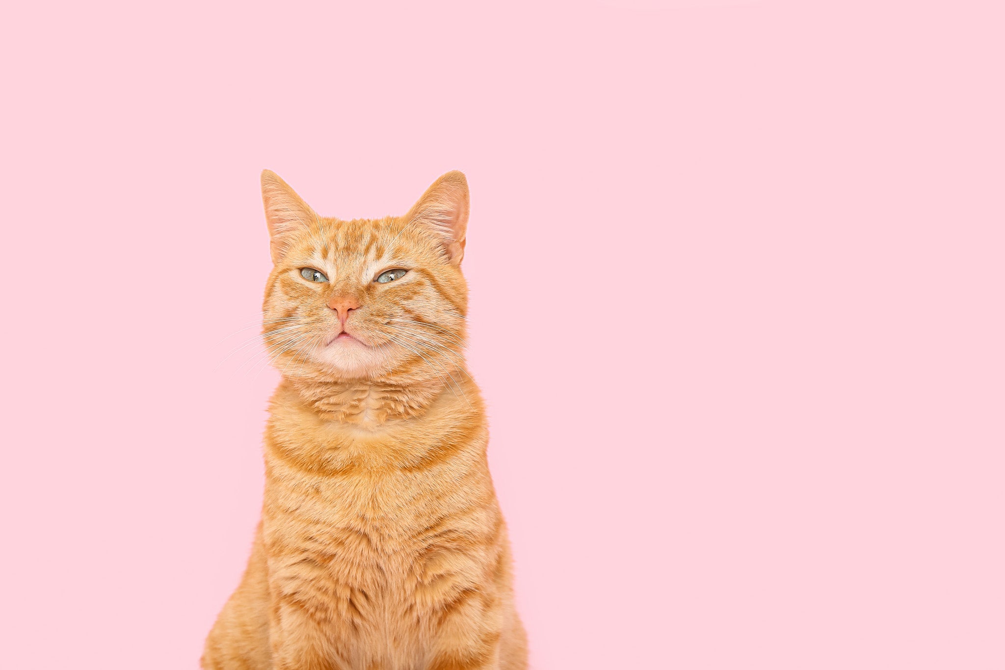 茶白・茶トラに似合うおすすめの首輪の色6選｜ぽぽねこの読みもの– ぽ