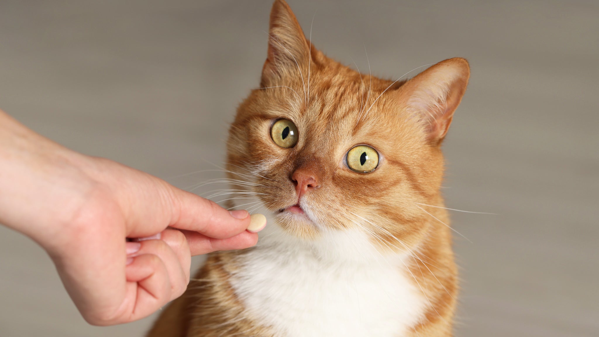 【獣医師執筆】猫に整腸剤や乳酸菌は必要?腸活で守る健康と与え方の注意点