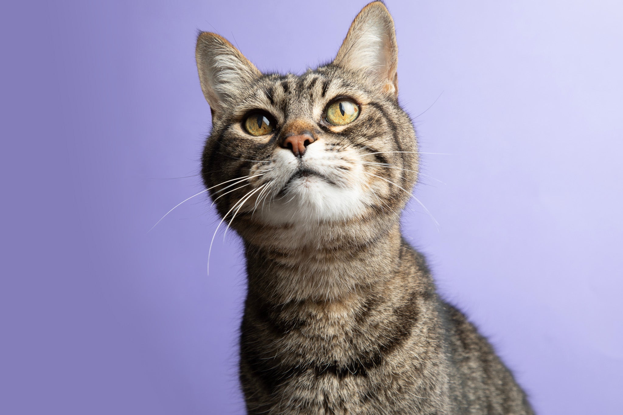 キジトラ・キジ白に似合うおすすめの首輪の色6選｜ぽぽねこの読みもの