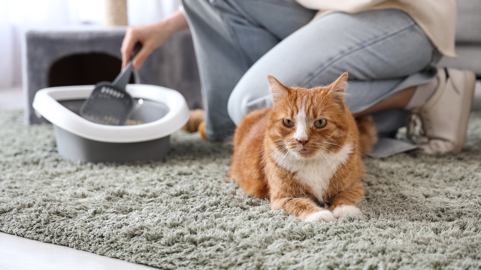 獣医師が解説:猫の白いうんちの原因と対処法、早期発見の重要性