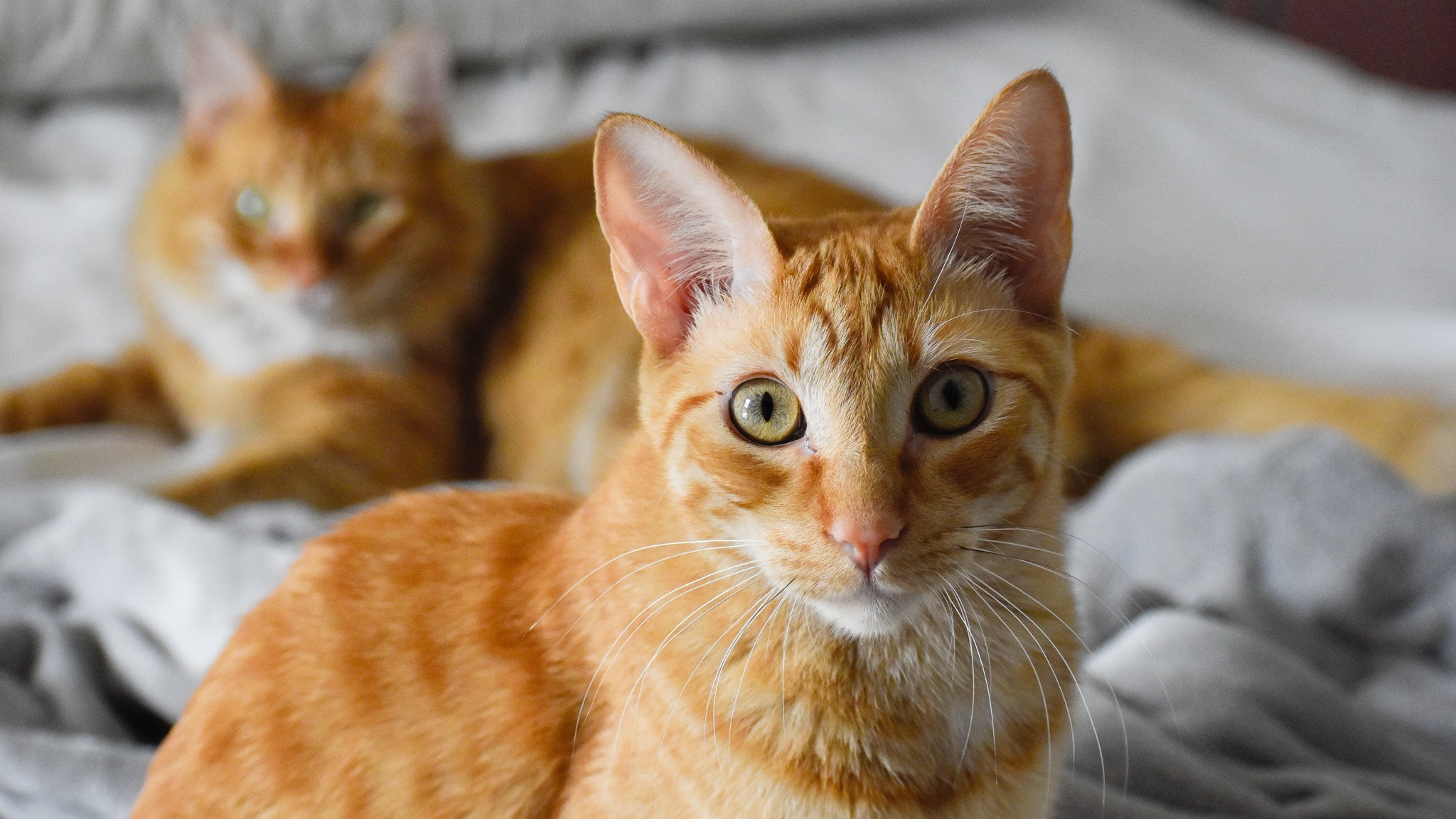 獣医師が徹底解説:猫の不妊手術のメリット・デメリットと術後ケア