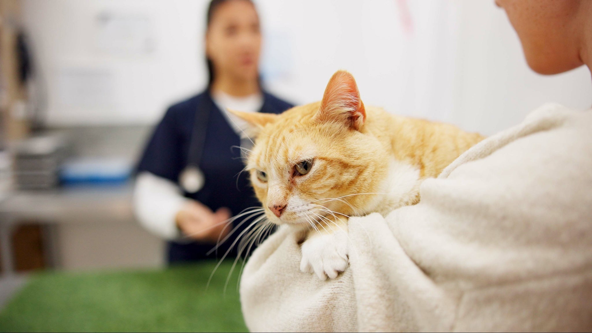 【獣医師執筆】猫のリンパ腫とは?症状・原因・治療法と食事ケア