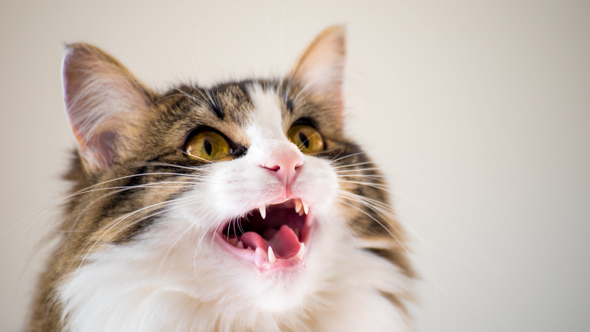 猫のサイレントニャーとは?意味と理由を解説