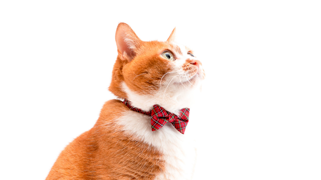 猫首輪 タータンチェック