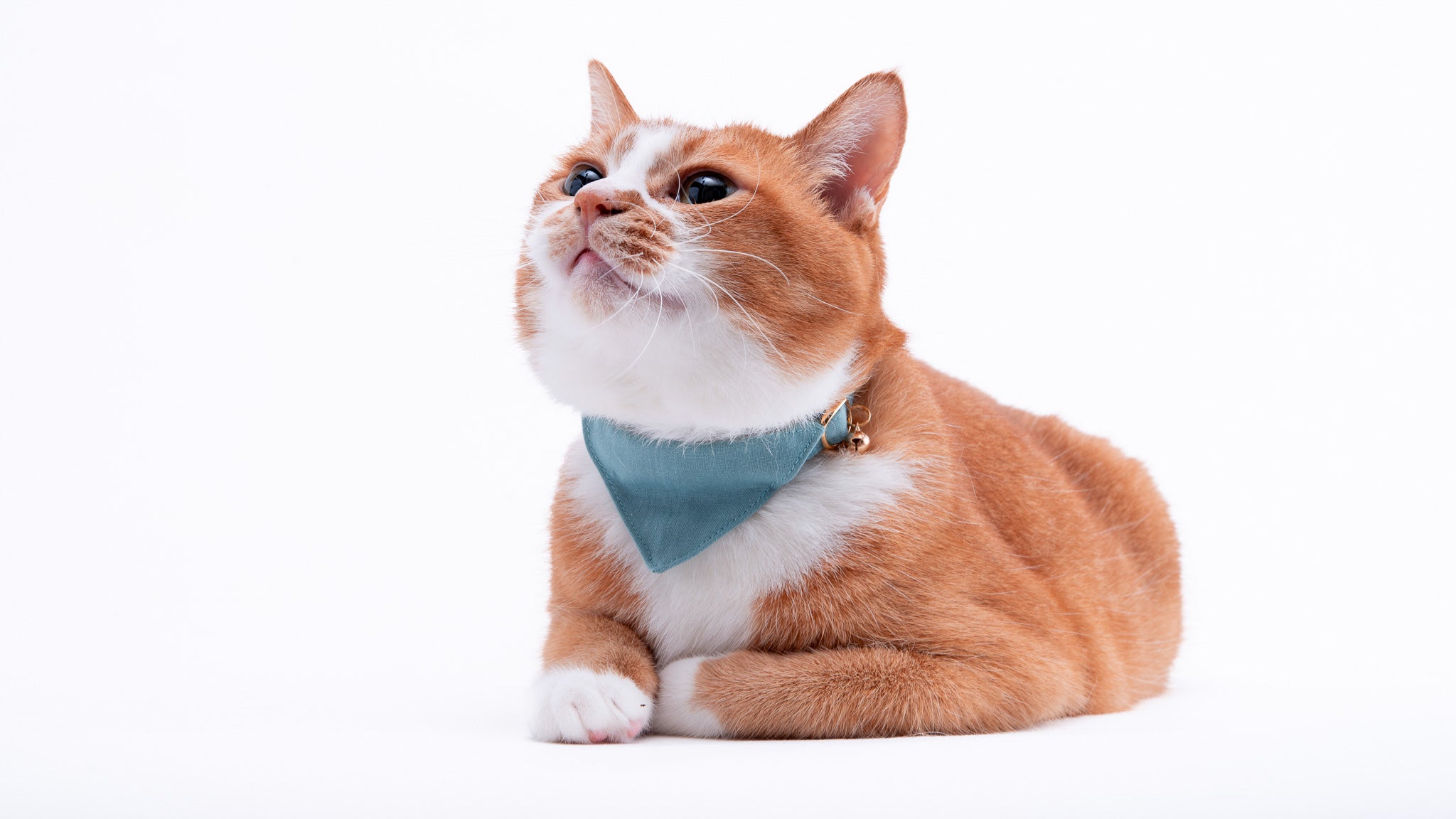 バンダナ付き猫首輪 MUJIコットンプレーン｜ぽぽねこ公式オンライン