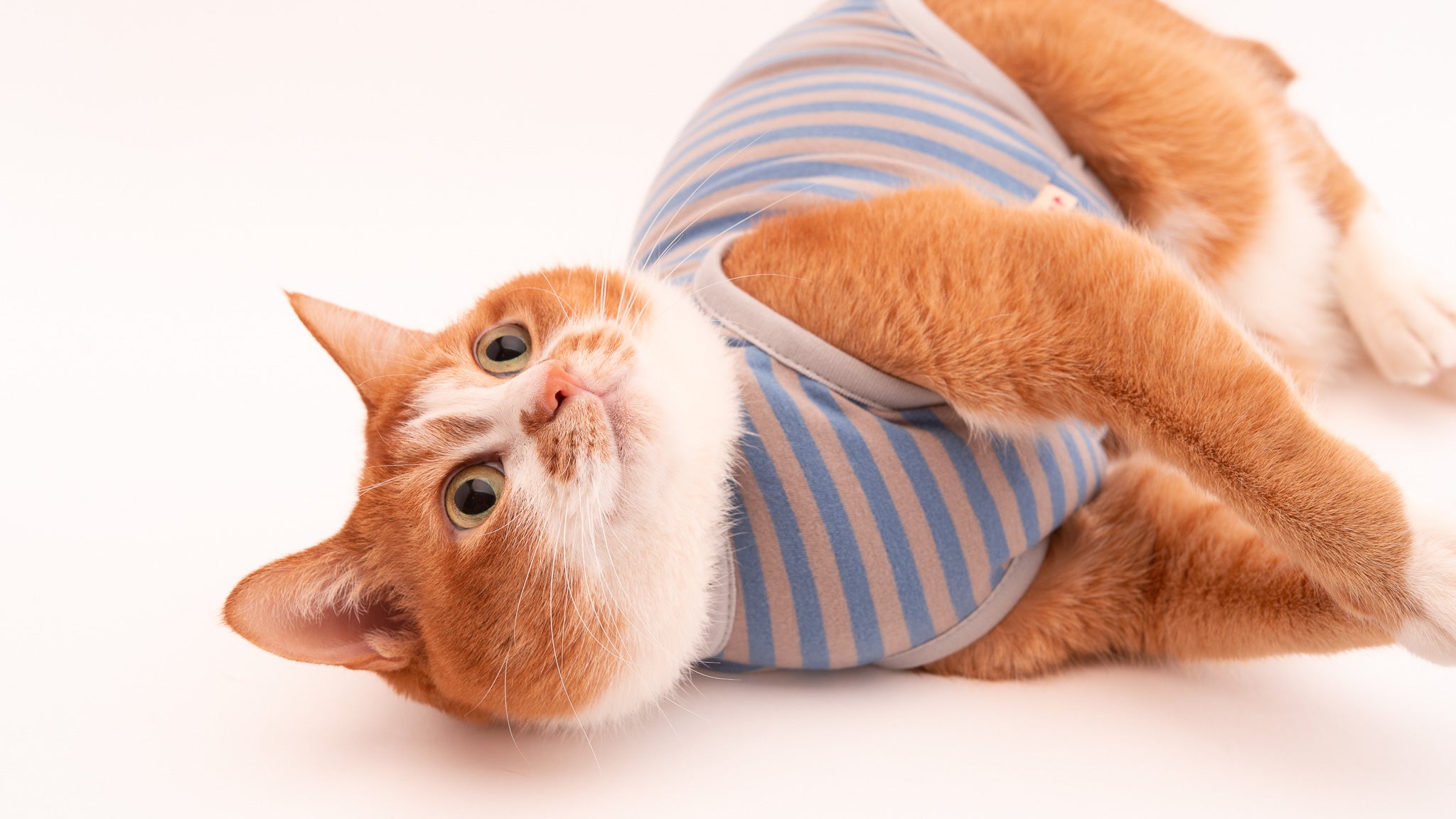 猫服・猫用保護服 通販｜ぽぽねこ公式オンラインショップ