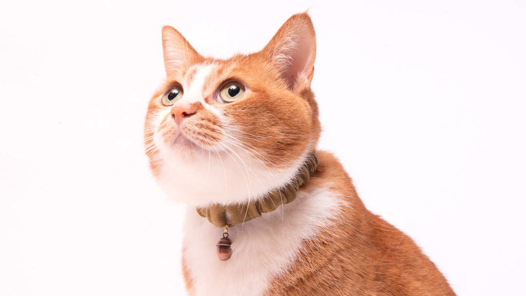 シュシュ猫首輪