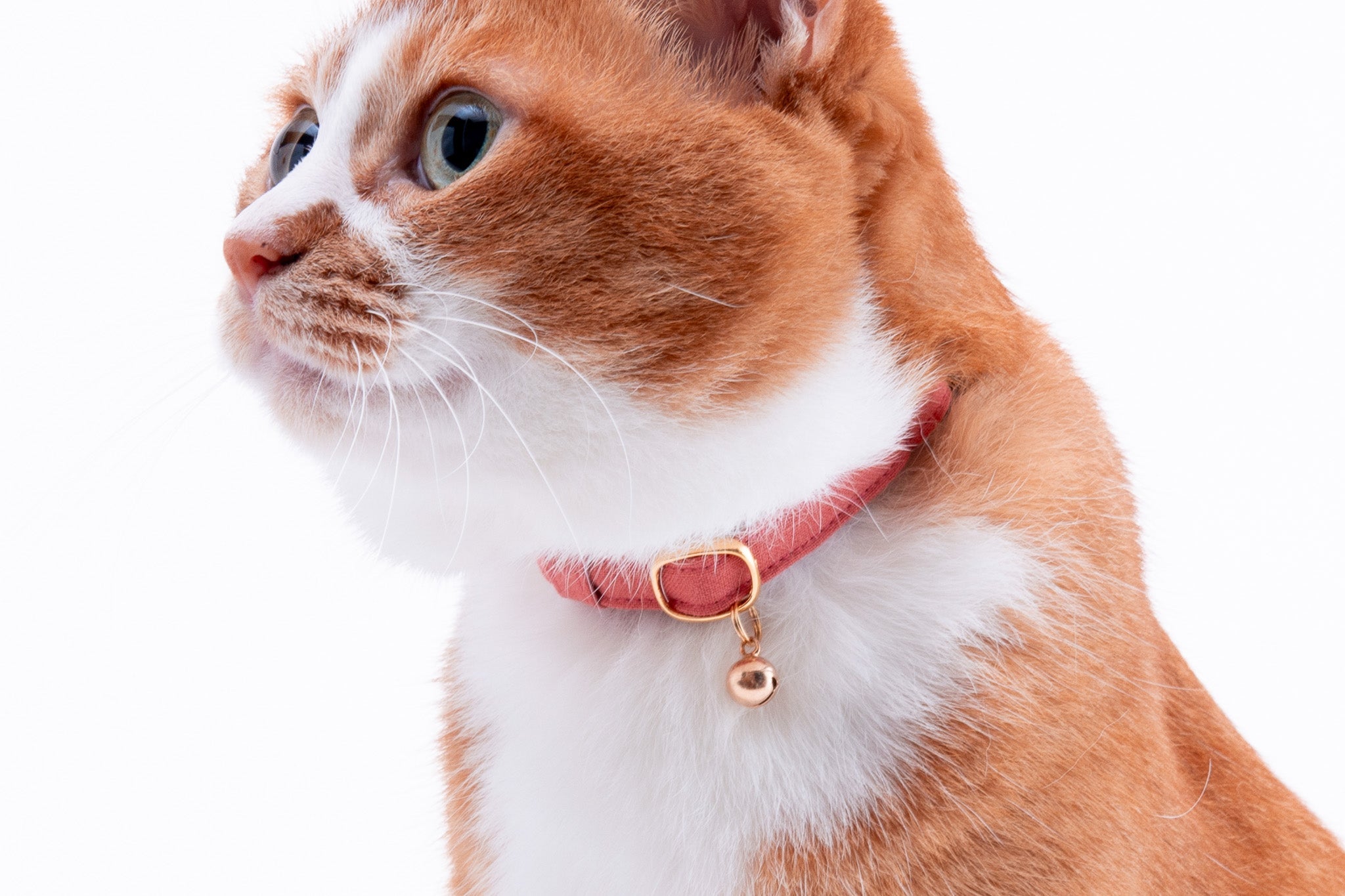 猫首輪用迷子札・鈴・チャーム｜ぽぽねこ公式オンラインショップ