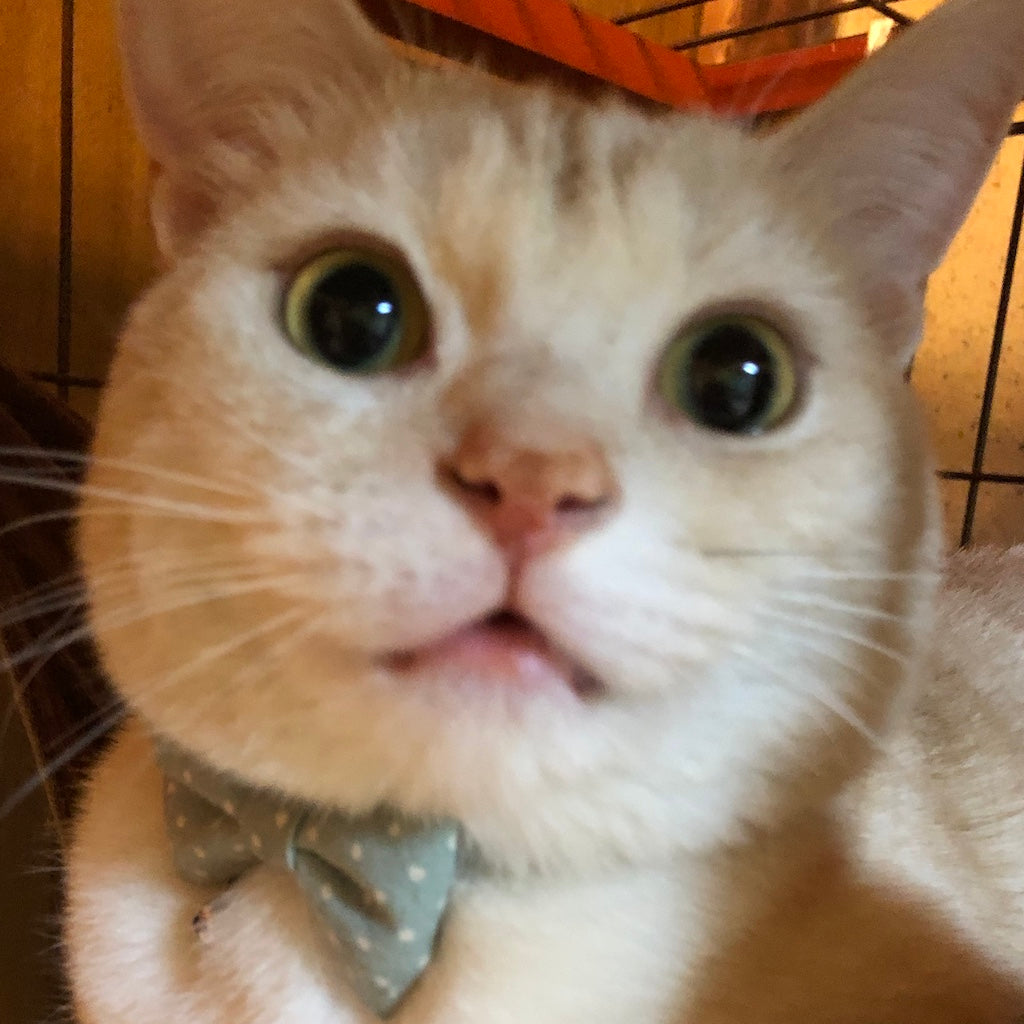 むぎちゃん