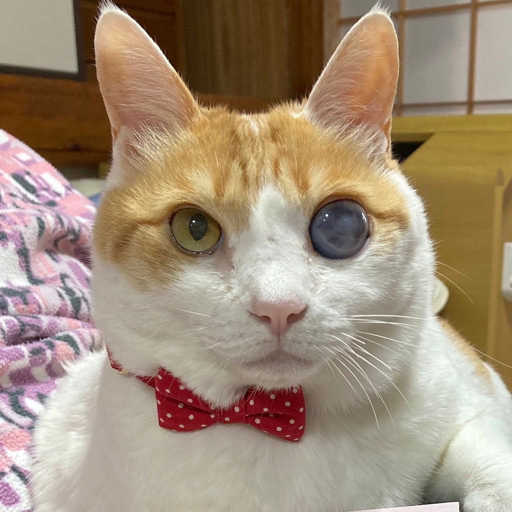 あずきちゃん