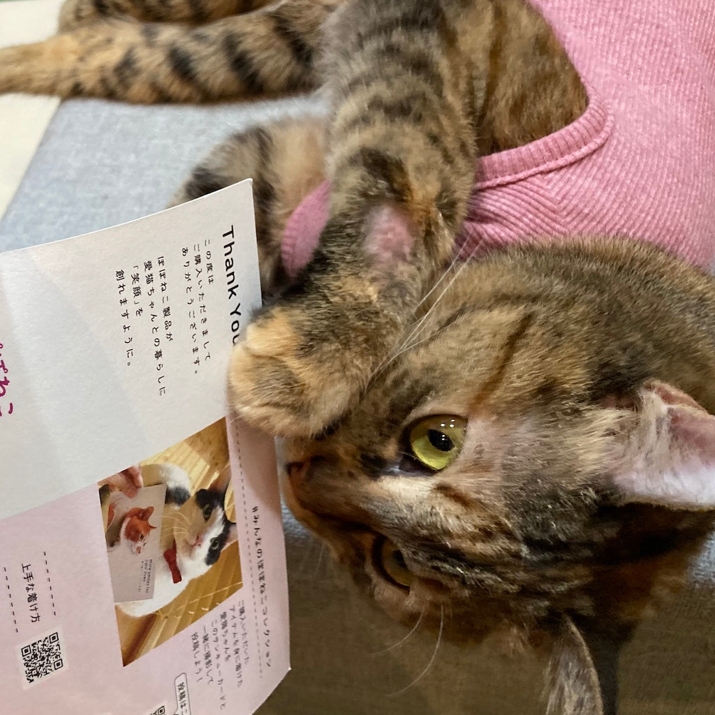 アジュちゃん