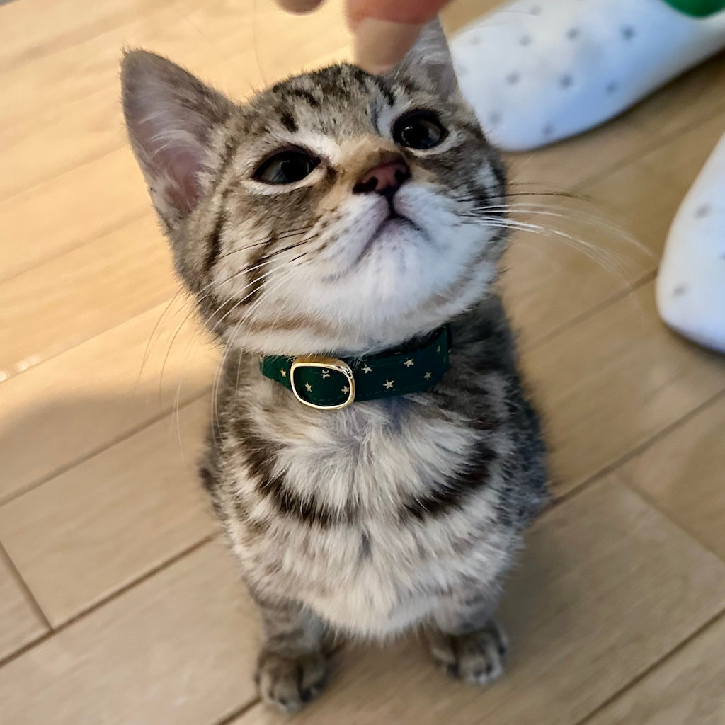 あぶちゃん