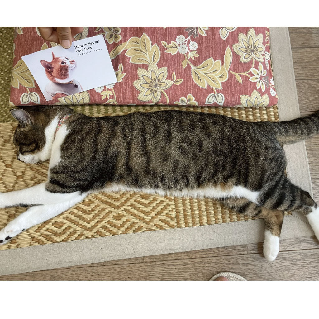 tabiちゃん