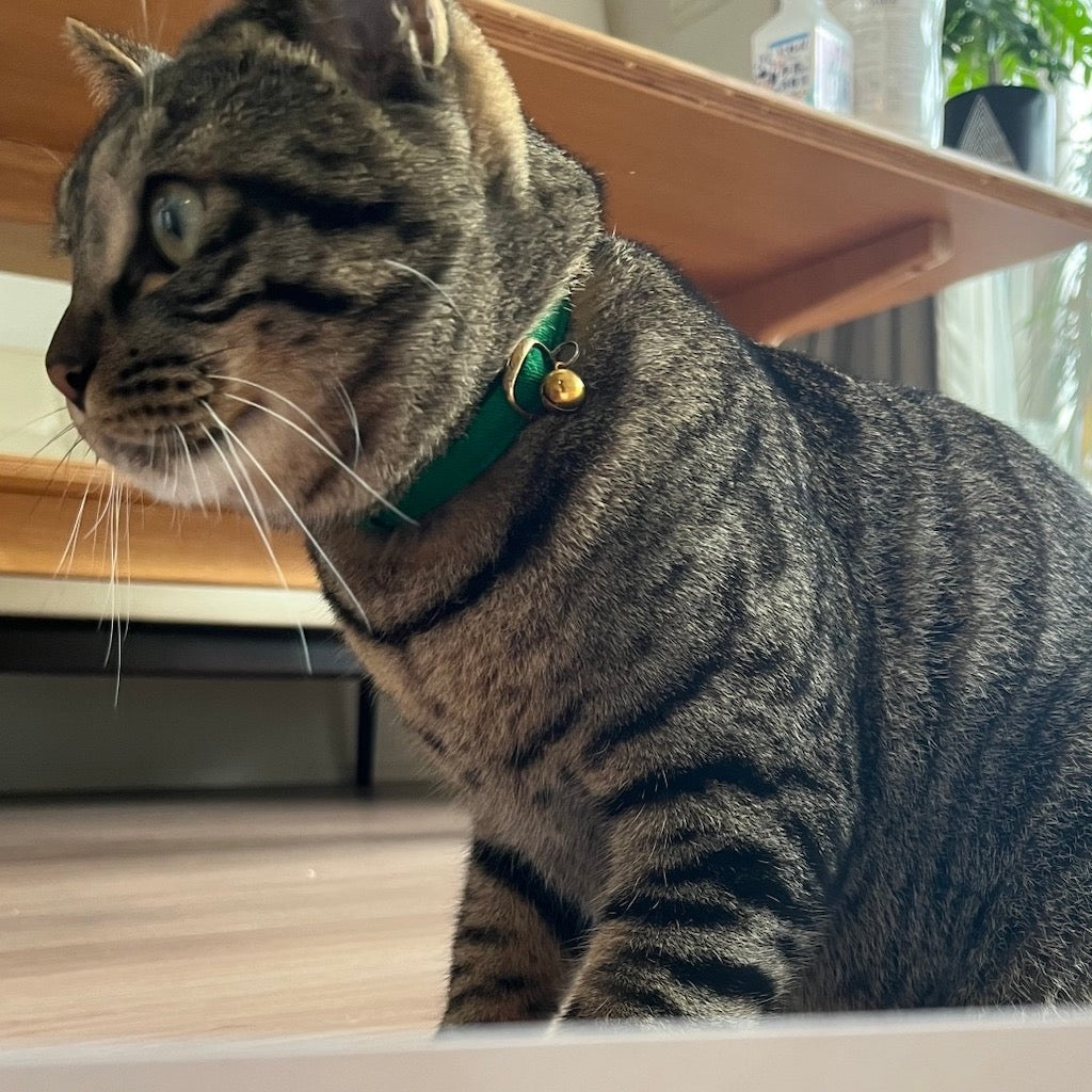 風太くん